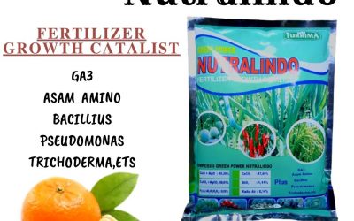 ORGANIK ! 0812-2882-4834 Grosir pupuk jeruk agar cepat berbuah di Mempawah, Jual pupuk jeruk umur 1 tahun di Sungai Kunyit, Supplier pupuk jeruk agar manis di Sanggau