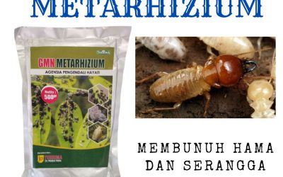 ALAMI! WA 0812-2882-4834 PUSAT insektisida pembasmi hama kutu daun di Solok, JUAL insektisida pembasmi hama trips di Arosuka, PABRIK insektisida pembasmi hama wereng di Sijunjung