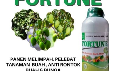ALAMI! WA 0812-2882-4834 PUSAT pupuk mangga agar berbuah lebat di Kotabaru, JUAL pupuk mangga sedang berbunga di Banjar, PABRIK pupuk mangga supaya cepat berbuah di Martapura