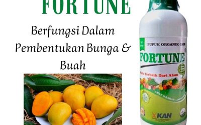 HARGA KHUSUS! WA 0812-2882-4836 PUSAT pupuk mangga cepat berbuah di Banjar, JUAL pupuk mangga cepat buah di Martapura, DISTRIBUTOR pupuk pohon mangga cepat berbuah di Barito Kuala