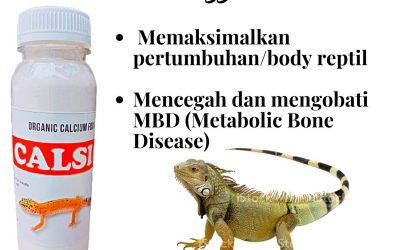 AMANAH ! 0812-2882-4834 Suplier Reptile Calcium Kalsium Reptil Di Bogor, Pusat Kalsium Reptile Ular Di Cibinong, Distributor Asupan Kalsium Reptile Di Ciamis