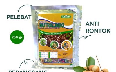 AMANAH! WA 0812-2882-4834 DISTRIBUTOR Pupuk Perangsang Buah Kelengkeng di Ponorogo, TOKO pupuk yang digunakan untuk kelengkeng di Probolinggo, AGEN pupuk kelengkeng saat berbunga di Sampang