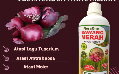 ASLI! 0812-2882-4834, Distributor Fungisida Layu Fusarium Bawang Merah Padang Pariaman, Produsen Fungisida Terbaik Bawang Merah Musim Hujan Pasaman, Pabrik Fungisida Untuk Pucuk Kuning Bawang Merah Bangkalan