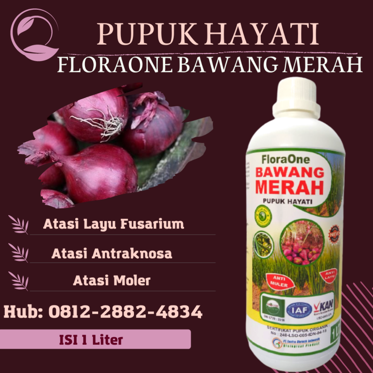ASLI! 0812-2882-4834, Distributor Fungisida Layu Fusarium Bawang Merah Padang Pariaman, Produsen Fungisida Terbaik Bawang Merah Musim Hujan Pasaman, Pabrik Fungisida Untuk Pucuk Kuning Bawang Merah Bangkalan