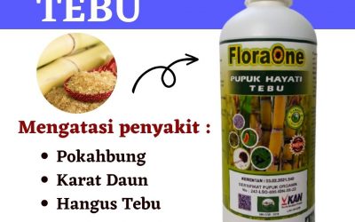 TERBUKTI! 0812-2882-4834, Jual Pupuk Stek Tebu Kota Madiun, Supplier Pupuk Tebu Hitam Kota Malang, Suplier Pupuk Tebu Ireng Kota Mojokerto