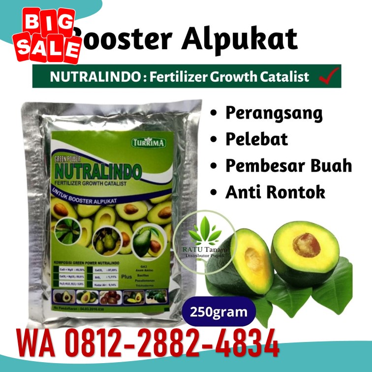 PRODUSEN pupuk supaya pohon alpukat cepat berbuah di Lampung Timur, DISTRIBUTOR pupuk pohon alpukat agar cepat berbuah di Mesuji, TOKO pupuk yang cocok untuk tanaman alpukat di Pesawaran, AGEN pupuk daun alpukat di Pesisir Barat, PUSAT pupuk dasar alpukat di Pringsewu, JUAL pupuk untuk daun alpukat di Tulang Bawang, PABRIK pupuk perangsang bunga dan buah alpukat di Banjarnegara, HARGA pupuk daun untuk alpukat di Banyumas, SUPPLIER pupuk dan obat hama alpukat di Batang, GROSIR pupuk dasar tanaman alpukat di Blora