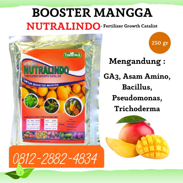 PUSAT pupuk alami buah mangga di Lubuklinggau, JUAL pupuk alami untuk pohon mangga di Pagar Alam, PABRIK pupuk mangga berbuah lebat di Palembang