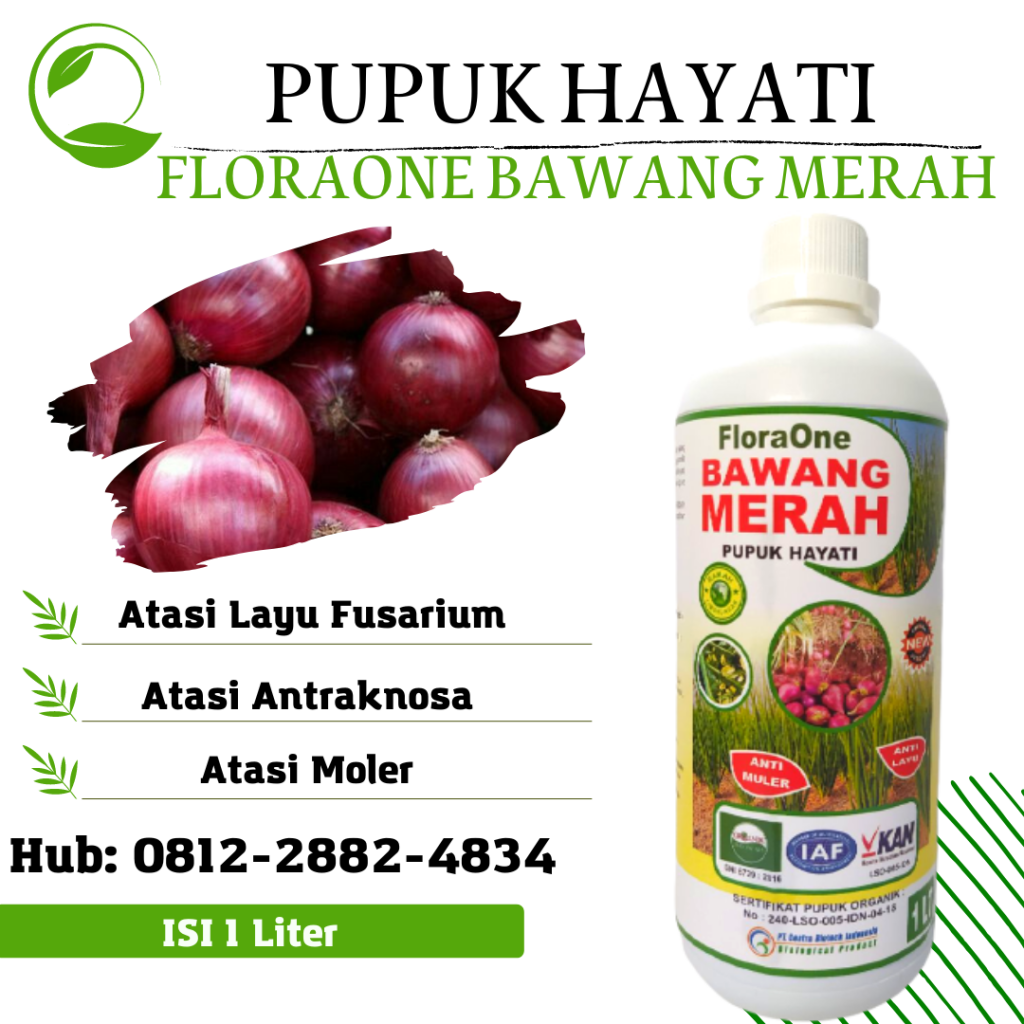 Produsen Fungisida Terbaik Bawang Merah Musim Hujan Pasaman, Pabrik Fungisida Untuk Pucuk Kuning Bawang Merah Bangkalan, Agen Fungisida Untuk Lodoh Bawang Merah Banyuwangi, Harga Fungisida Moler Bawang Merah Blitar