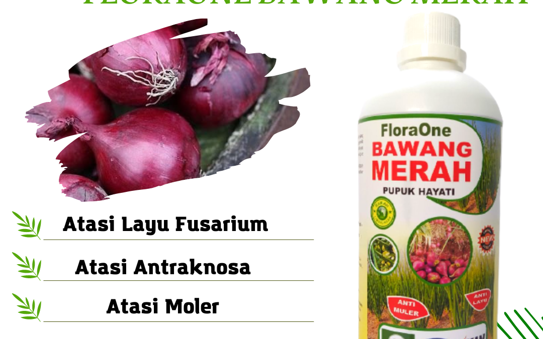 ORI! 0812-2882-4834, Pusat Fungisida Untuk Embun Tepung Bawang Merah Lima Puluh Kota, Distributor Fungisida Layu Fusarium Bawang Merah Padang Pariaman, Produsen Fungisida Terbaik Bawang Merah Musim Hujan Pasaman