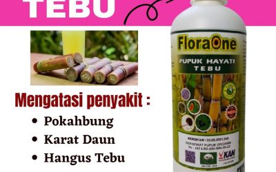 TERBAIK! 0812-2882-4834, Supplier Pupuk Tebu Hitam Kota Malang, Suplier Pupuk Tebu Ireng Kota Mojokerto, Pusat Pupuk Bibit Tebu Hijau Kota Pasuruan