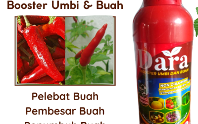 ASLI! 0812-2882-4834, Distributor Obat Cabe Rawit Merangin, Produsen Obat Cabe Rontok Bangko, Supplier Obat Cabe Keriting Jambi