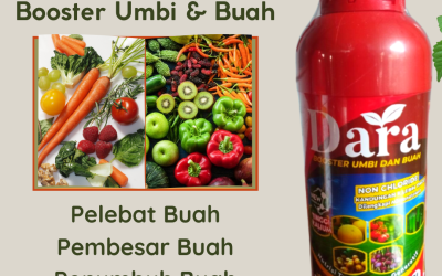 DISKON! 0813-2747-3262, Jual Pupuk Cair Untuk Kacang Hijau Kota Pariamanh, Pabrik Pupuk Tinggi Kalium Sumatera Barat, Agen Pupuk Cair Kalium Tinggi Padang