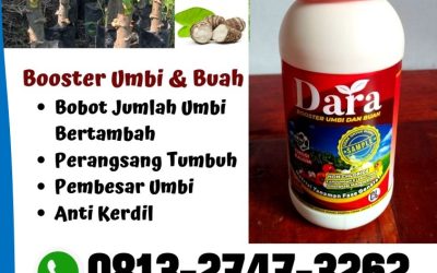 DISKON! 0813-2747-3262 Jual Pupuk Dasar Singkong Tulang Bawang, Pabrik Pupuk Singkong Lampung Tengah, Agen Pupuk Singkong Biar Cepat Besar Lampung Utara