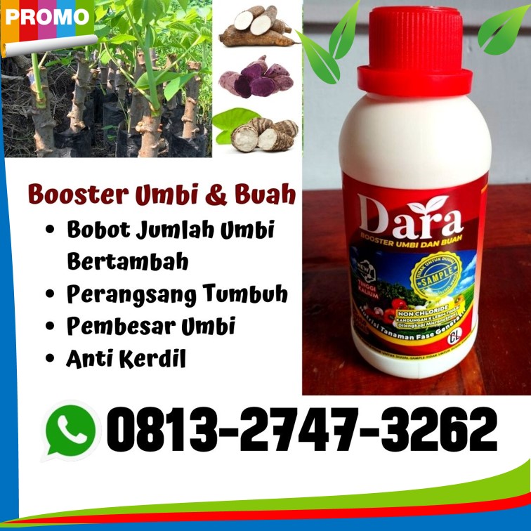  Jual Pupuk Dasar Singkong Tulang Bawang, Pabrik Pupuk Singkong Lampung Tengah, Agen Pupuk Singkong Biar Cepat Besar Lampung Utara, Harga Pupuk Singkong Yang Bagus Lampung Selatan