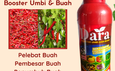 ALAMI! 0812-2882-4834, Produsen Obat Cabe Rontok Bangko, Supplier Obat Cabe Keriting Jambi, Suplier Obat Cabe Daun Keriting Kerinci