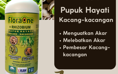 ALAMI! 0812-2882-4834 Produsen Pupuk Kocor Kacang Panjang Minahasa Tenggara, Supplier Pupuk Kacang Bolaang Mongondow, Suplier Pupuk Kacang Tanah Bolaang Mongondow Selatan