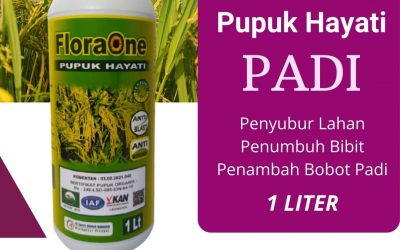 TERLARIS! 0812-2882-4834 Suplier Obat Padi Kupang, Pusat Obat Padi Kerdil Dan Kuning Alor, Distributor Obat Padi Merah Kekuningan Belu