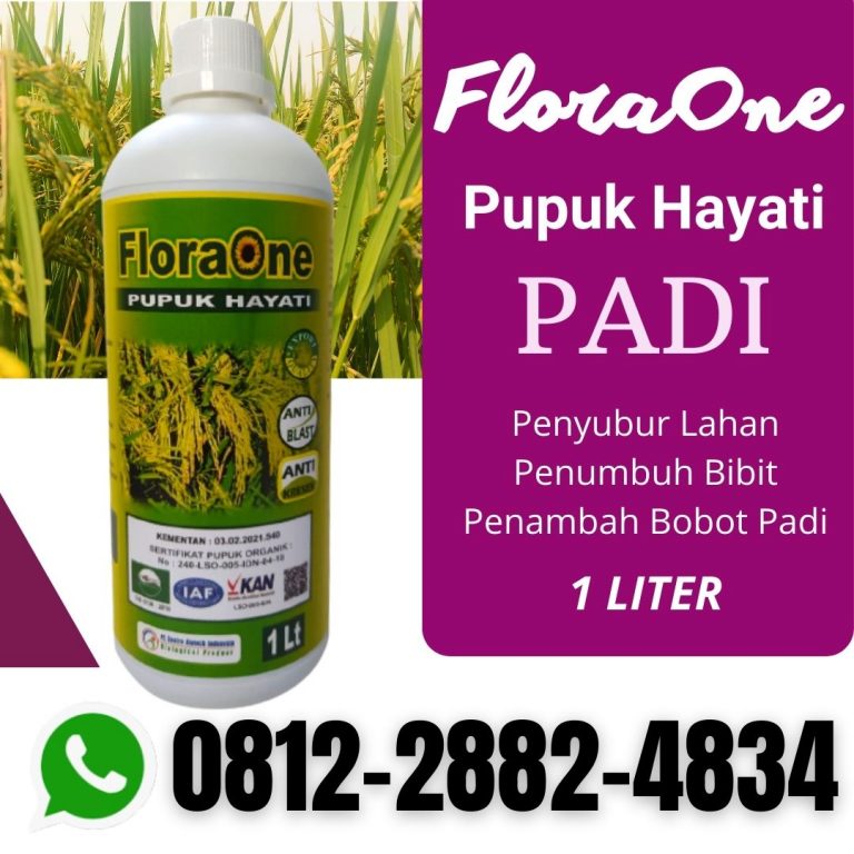TERLARIS! 0812-2882-4834 Suplier Obat Padi Kupang, Pusat Obat Padi Kerdil Dan Kuning Alor, Distributor Obat Padi Merah Kekuningan Belu