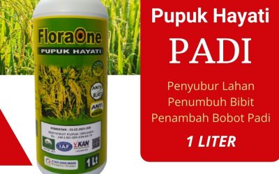 TERBAIK! 0812-2882-4834 Supplier Fungisida Yang Bagus Untuk Padi Timor Tengah Utara, Suplier Obat Padi Kupang, Pusat Obat Padi Kerdil Dan Kuning Alor