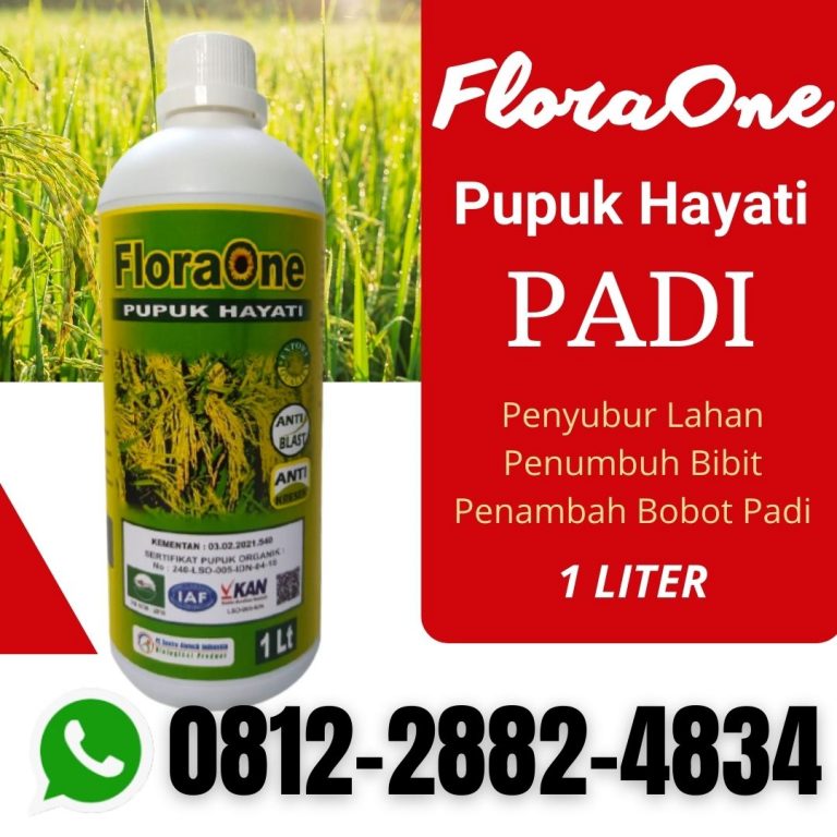 TERBAIK! 0812-2882-4834 Supplier Fungisida Yang Bagus Untuk Padi Timor Tengah Utara, Suplier Obat Padi Kupang, Pusat Obat Padi Kerdil Dan Kuning Alor