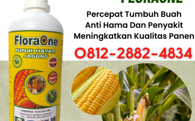 TERBAIK! 0812-2882-4834 Supplier Pupuk Jagung Kocor Parigi Moutong, Suplier Pupuk Untuk Jagung Umur 2 Minggu Poso, Pusat Pupuk Jagung Organik Sigi
