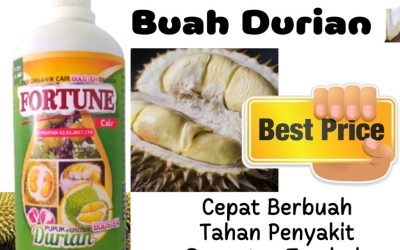 PROMO! 0812-2882-4834, Grosir Pupuk Organik Terbaik Untuk Durian Watang Sidenreng, Jual Pupuk Organik Untuk Durian Montong Pinrang, Supplier Pupuk Durian Daun Kuning Sulawesi Selatan