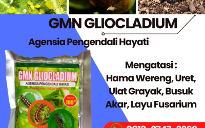 DISKON! 0813-2747-3262, Jual Obat Layu Bakteri Pada Melon Kota Tegal, Pabrik Obat Layu Fusarium Jawa Tengah, Agen Obat Layu Fusarium Pada Pisang Semarang