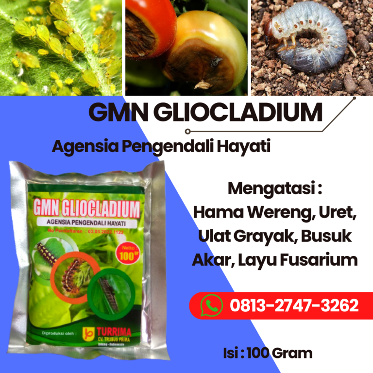 DISKON! 0813-2747-3262, Jual Obat Layu Bakteri Pada Melon Kota Tegal, Pabrik Obat Layu Fusarium Jawa Tengah, Agen Obat Layu Fusarium Pada Pisang Semarang