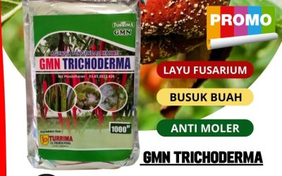 DISKON! 0813-2747-3262 Jual Trichoderma Anti Cabai Busuk Buah Toba Samosir, Pabrik Obat Busuk Buah Pada Kakao Asahan, Agen Obat Cabe Busuk Sebelum Matang Batubara