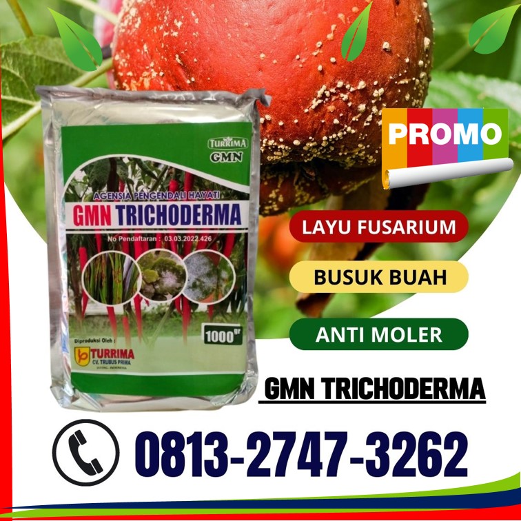 Jual Trichoderma Anti Cabai Busuk Buah Toba Samosir, Pabrik Obat Busuk Buah Pada Kakao Asahan, Agen Obat Cabe Busuk Sebelum Matang Batubara, Harga Obat Cabai Busuk Buah Dairi