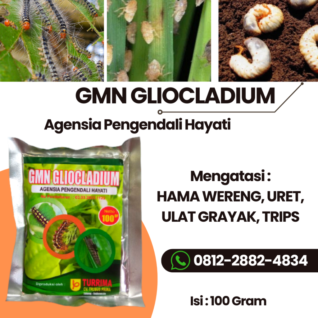 Produsen Agen Hayati Untuk Cabai Kota Probolinggo, Pabrik Obat Busuk Buah Pada Kakao Asahan, Agen Obat Cabe Busuk Sebelum Matang Batubara, Harga Obat Cabai Busuk Buah Dairi
