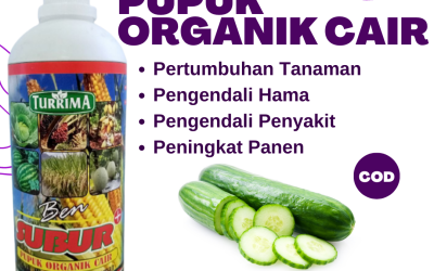 TERBARU! 0813-2747-3262, Supplier Pupuk Timun Di Musim Hujan Parigi, Suplier Pupuk Timun Di Musim Kemarau Purwakarta, Pusat Pupuk Kocor Timun Subang