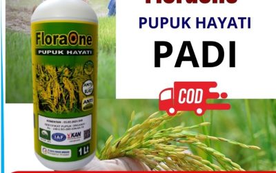 SUBUR! 0813-2747-3262 Pabrik Obat Padi Potong Leher Alami Kaur, Agen Obat Padi Paling Bagus Bintuhan, Harga Obat Padi Penggerek Batang Seluma