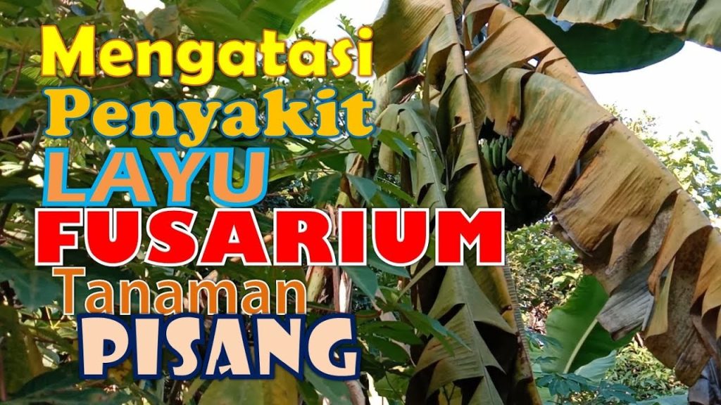 CARA MENGENDALIKAN PENYAKIT DAN HAMA PADA TANAMAN PISANG, PENGENDALI PENYAKIT LAYU FUSARIUM, LAYU BACTERY PISANG