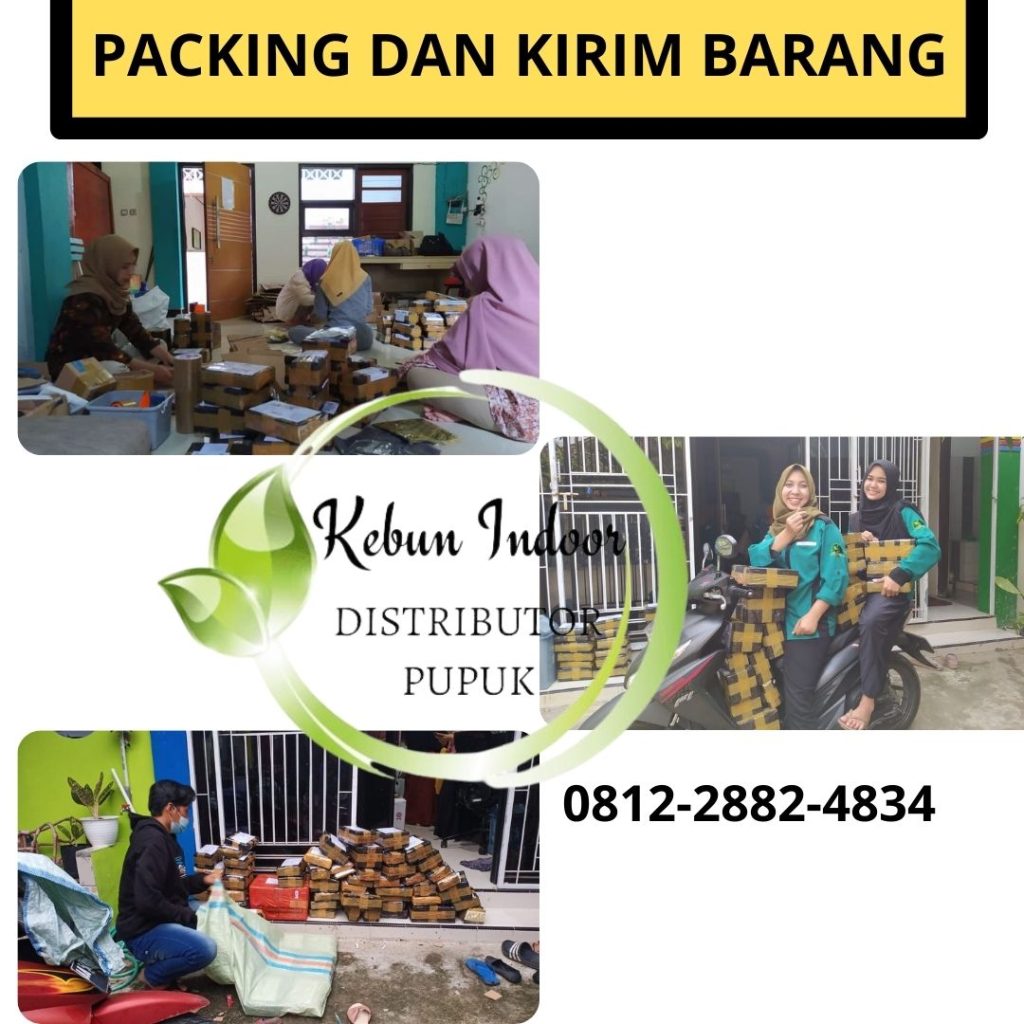 Supplier Pupuk Buah Kurma Sumatera Utara, Suplier Pupuk Perangsang Buah Kurma Medan, Pusat Pupuk Buah Untuk Kurma Tapanuli Tengah, Distributor Pupuk Kurma Agar Cepat Berbuah Pandan, Produsen Pupuk Kurma Cepat Berbuah Tapanuli Utara, Pabrik Pupuk Untuk Pohon Kurma Tarutung, Agen Pupuk Untuk Kurma Tapanuli Selatan, Harga Pupuk Pohon Kurma Sipirok, Grosir Pupuk Booster Kurma Nias, Jual Pupuk Perangsang Buah Kurma Gunungsitoli