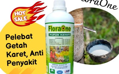 AMPUH! 0813-2747-3262, Supplier Pupuk Penyubur Daun Karet Kota Palembang, Suplier Pupuk Penambah Getah Karet Kota Prabumulih, Pusat Pupuk Perangsang Getah Karet Sumatera Selatan
