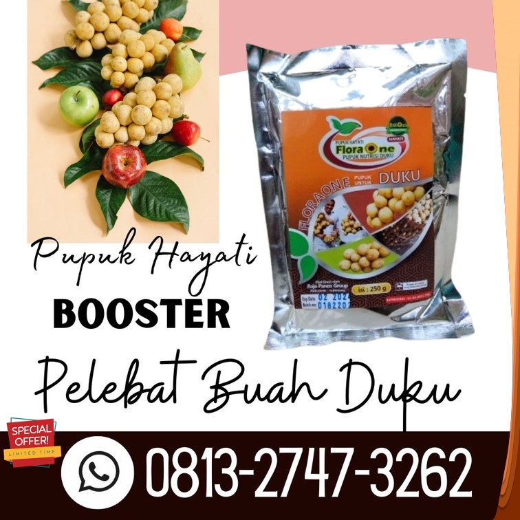 Agen Pupuk Duku Palembang Berbuah Lebat Kota Batu, Harga Pelebat Buah Duku Condet Kota Blitar, Grosir Booster Pembesar Buah Duku Matesih Kota Kediri