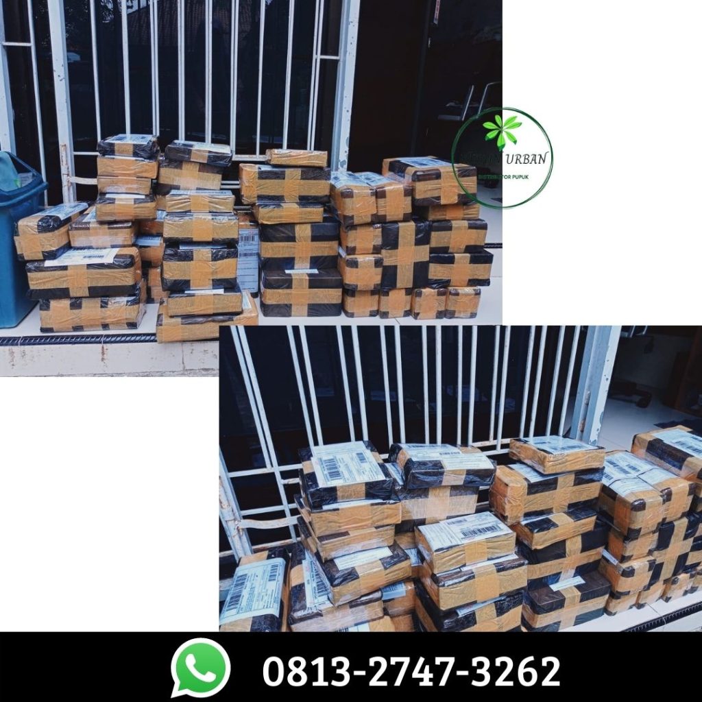 Suplier Pupuk Kurma Berbuah Lebat Pelalawan, Pusat Pupuk Pohon Kurma Agar Cepat Berbuah Pangkalan Kerinci, Distributor Pupuk Buah Kurma Rokan Hulu, Produsen Pupuk Bibit Kurma Rokan Hilir