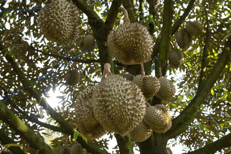 Agen Obat Perangsang Durian Kepahiang, Harga Obat Pohon Durian Bengkulu Tengah, Grosir Obat Penguat Bunga Durian Karang Tinggi