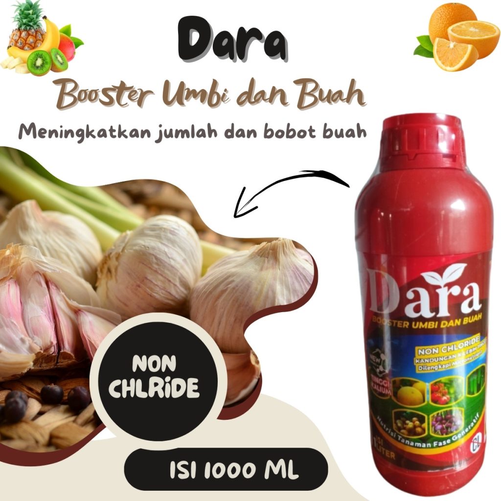 Agen Pupuk Booster Tomat Krui, Harga Pupuk Pelebat Umbi Kentang Kota Bandar Lampung, Grosir Pelebat Umbi Kentang Kota Metro, Jual Pembesar Umbi Kentang Lampung Selatan