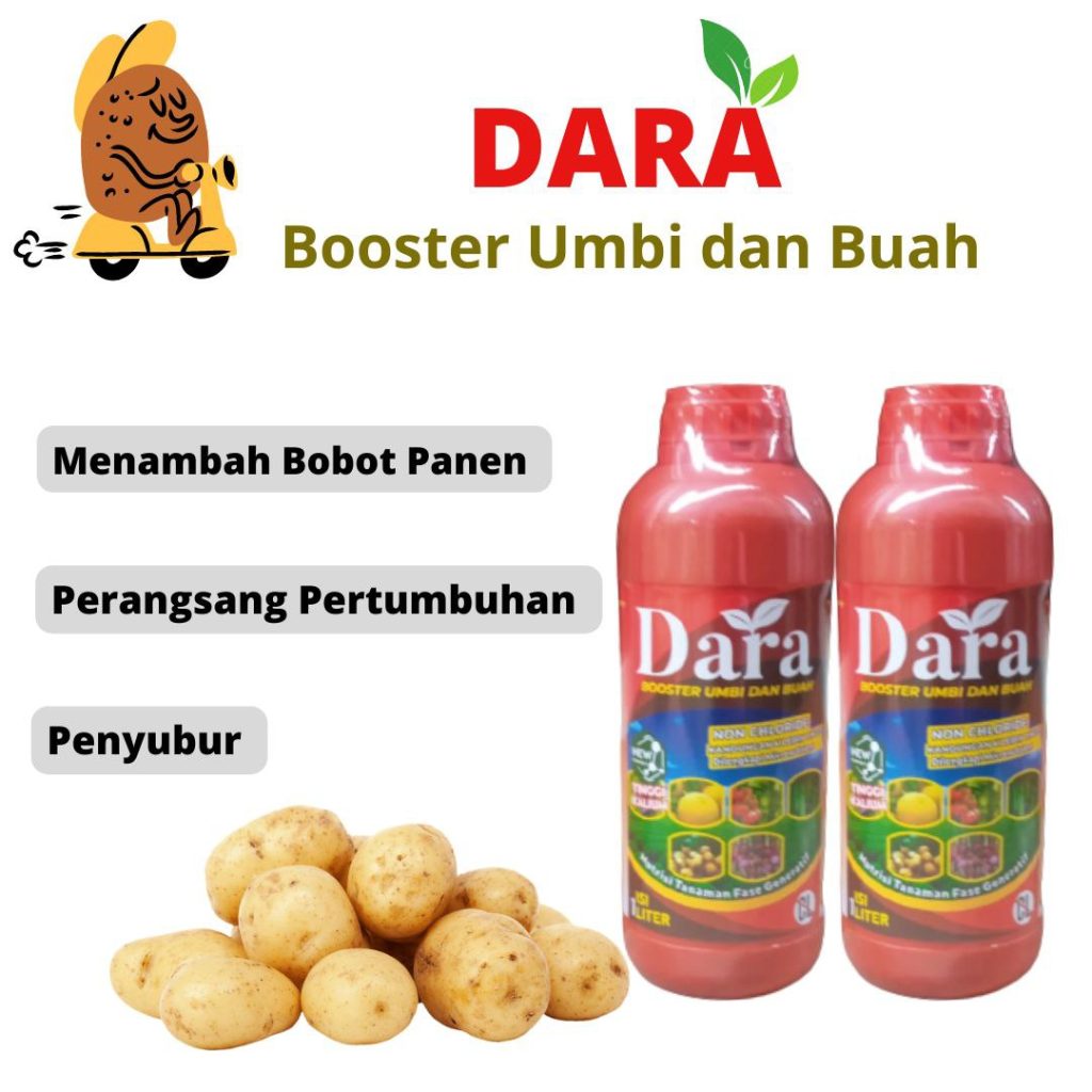 Agen Pupuk Calsium Plus Kotabumi, Harga Booster Umbi Kentang Lampung Barat, Grosir Pupuk Kentang Liwa