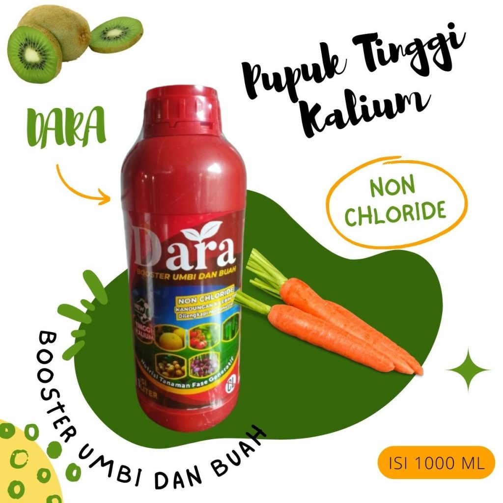 Agen Pupuk Untuk Kentang Blambangan Umpu, Harga Pupuk Umbi Kentang Pesawaran, Grosir Booster Kentang Gedong Tataan