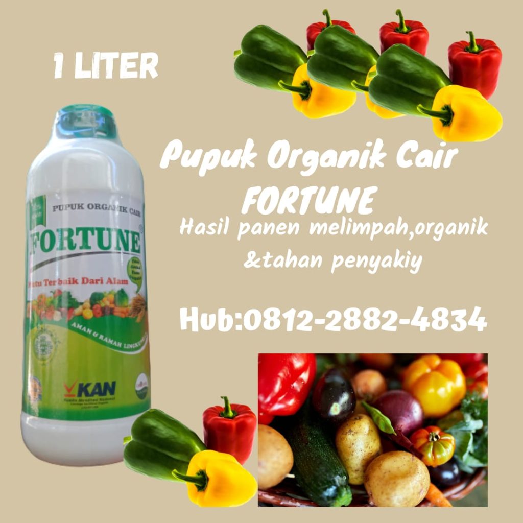 Suplier Pupuk Organik Cair Cabe Kendari, Suplier Pupuk Organik Cair Cabe Kendari, Pusat Pupuk Organik Cair Fortune Kolaka, Distributor Pupuk Organik Cair Terbaik Kolaka