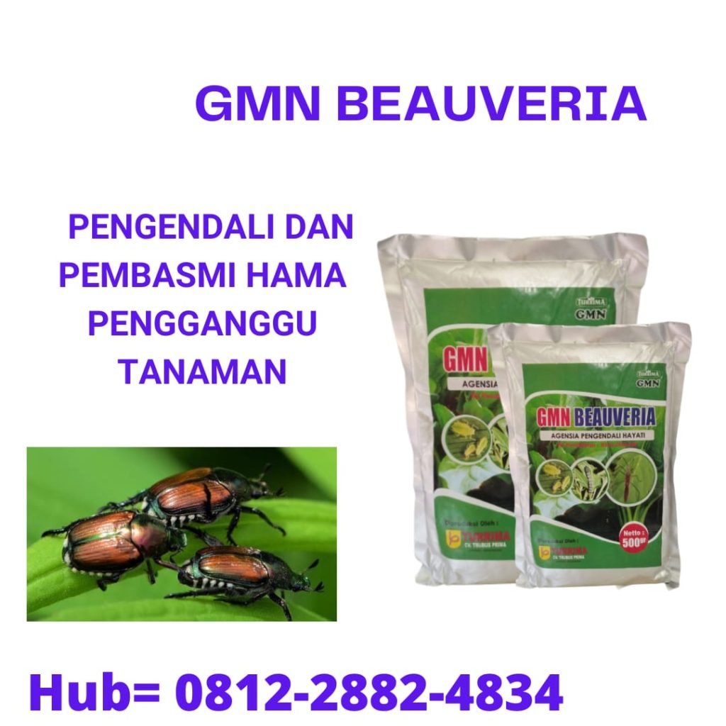 Supplier Beauveria Padang, Suplier Beauveria Bassiana Pesisir Selatan, Pusat Pengendalian Hama Belalang Painan