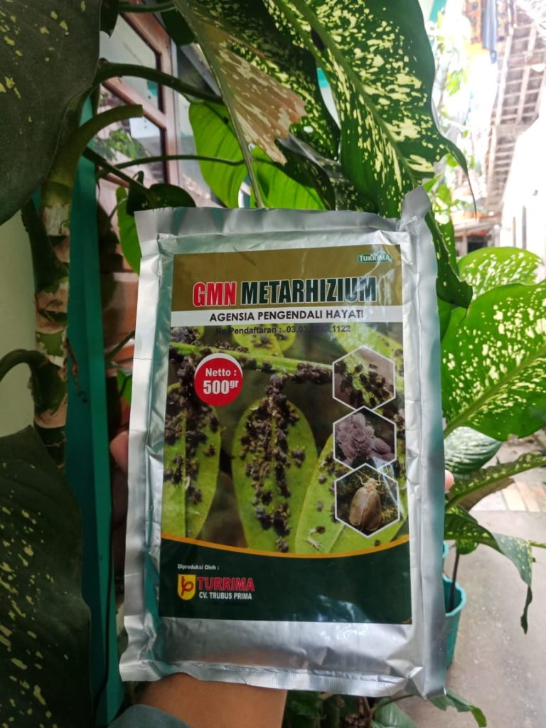 Supplier Metarhizium Padang, Suplier Metarhizium Anisopliae Pesisir Selatan, Pusat Insektisida Belalang Painan, Distributor Insektisida Cabe Solok