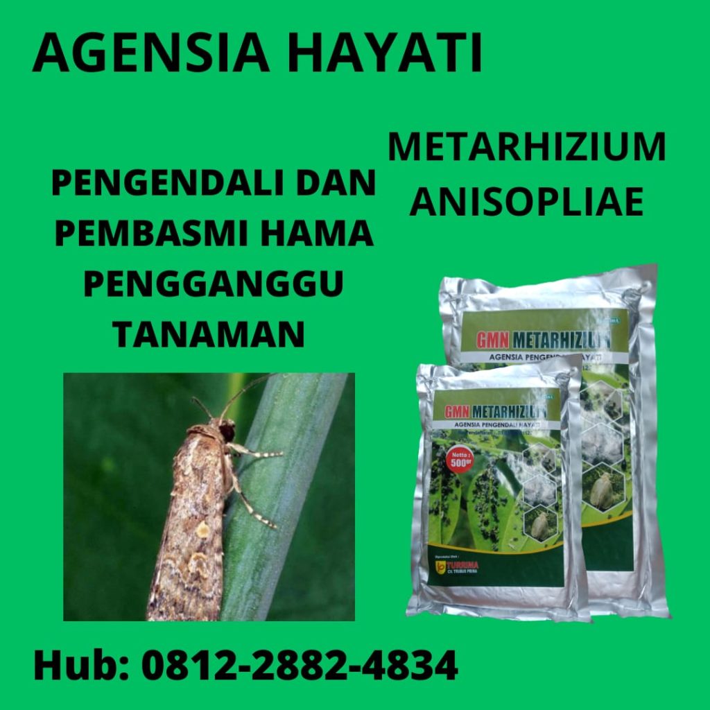 Supplier Metarhizium Padang, Suplier Metarhizium Anisopliae Pesisir Selatan, Pusat Insektisida Belalang Painan, Distributor Insektisida Cabe Solok