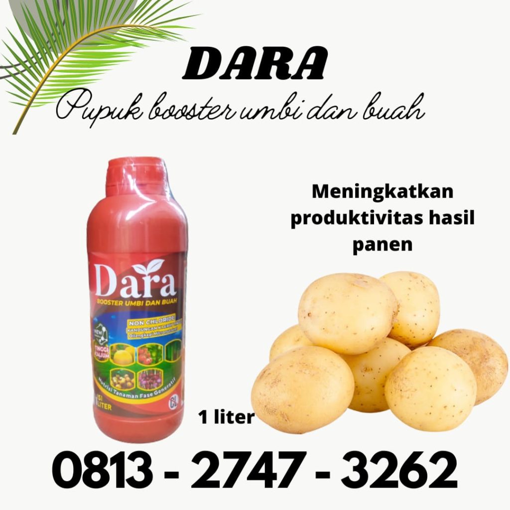 Supplier Pupuk Buah Kentang Tanggamus, Suplier Pupuk Cair Kentang Kota Agung, Distributor Pupuk Cair Untuk Kentang Lampung Timur, Produsen Pupuk Pembesar Umbi Kentang Sukadana, Pabrik Pupuk Tanaman Kentang Way Kanan