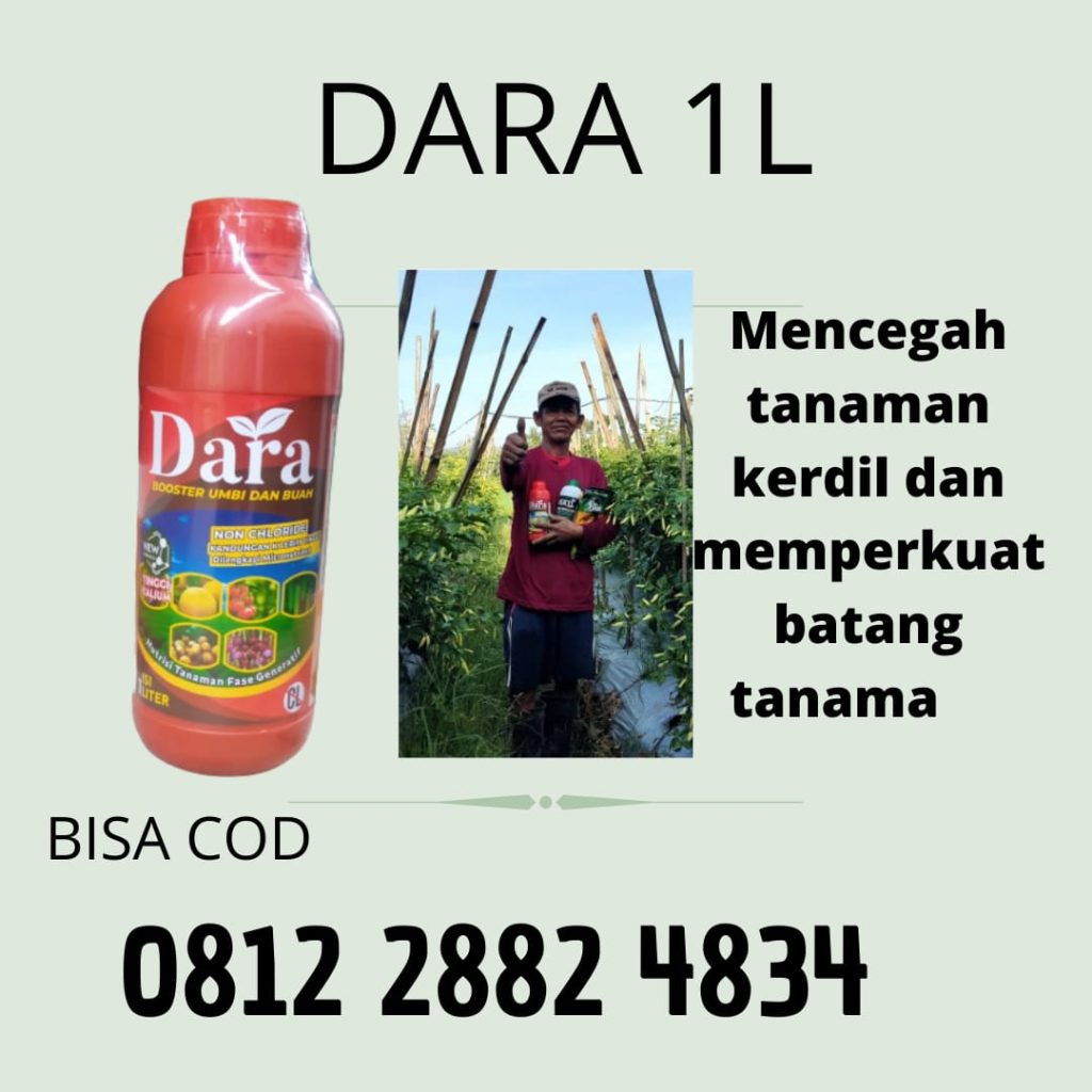 Supplier Pupuk Cair Untuk Kentang Mesuji, Suplier Pupuk Dasar Kentang Wiralaga Mulya, Distributor Pupuk Untuk Umbi Kentang Tulang Bawang Barat, Produsen Pupuk Kentang Yang Bagus Tulang Bawang Tengah, 