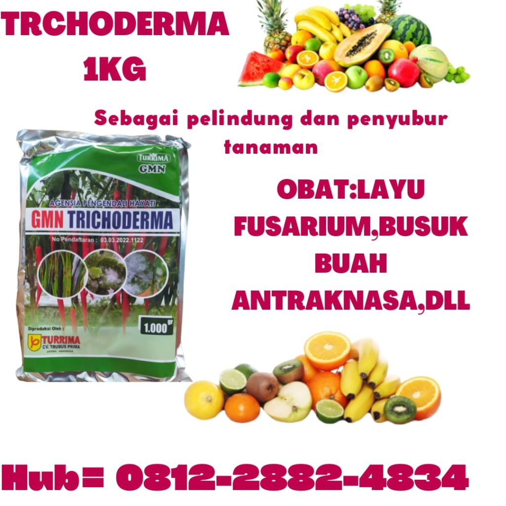 Supplier Trichoderma Untuk Antraknosa Padang, Suplier Trichoderma Untuk Bawang Merah Pesisir Selatan, Pusat Trichoderma Untuk Cabe Painan, Distributor Trichoderma Untuk Cengkeh Solok, 