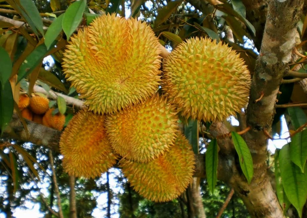 Supplier Obat Durian Cepat Berbuah Bengkulu Selatan, Suplier Obat Durian Agar Tidak Rontok Kota Manna, Distributor Obat Durian Daun Kering Rejang Lebong